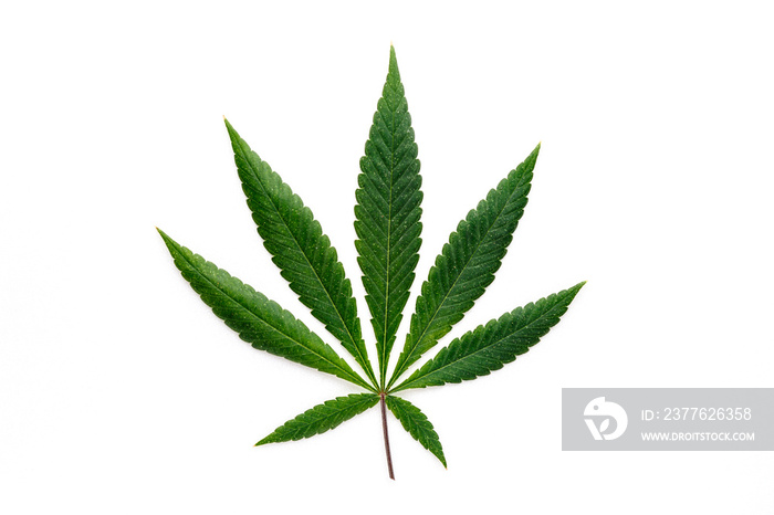 Cannabis is a standoff between a drug and a medicine. Green background of leaves.Close-up young hemp. Medicinal indica with CBD.Green cannabis leaves isolated on white background.