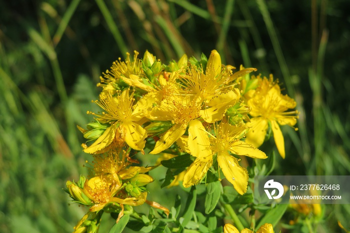 St Johns wort flowers in the meadow, closeup