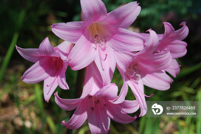 Amaryllis belladonna (known as Belladonna Lily Pink, Jersey lily, naked-lady-lily, March lily). Fragrant Bright pink funnel-shaped flowers in scented clusters.