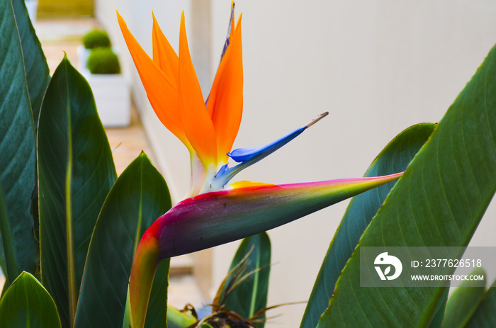 Strelitzia reginae