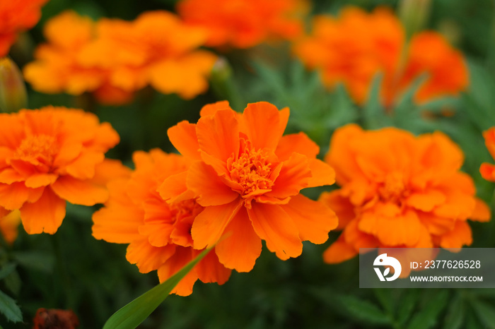 Orange marigolds are blooming.