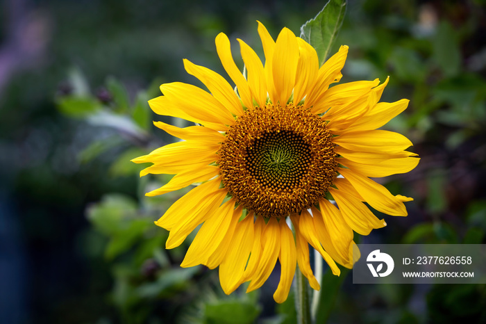 Sunflower, yellow sunny flower, closeup