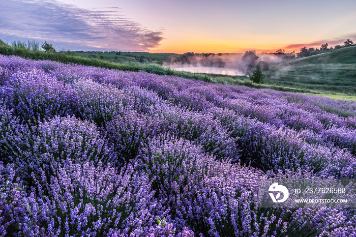 Colorful flowering lavandula or lavender field in the dawn light.