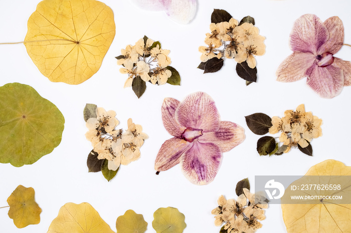 Beautiful floral abstract background with dried white spring apple flowers and orchid flowers top view rotating. Craft herbarium. Arrangement of pressed dry spring flowers. Beauty in nature. Flat lay