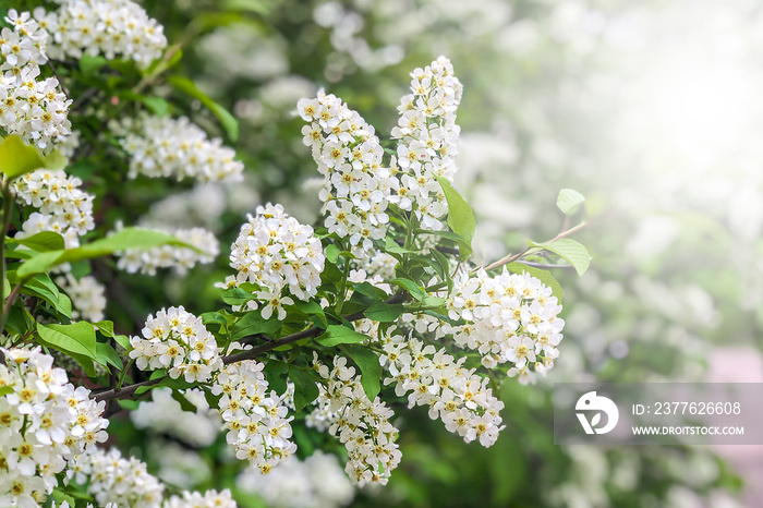 Bird cherry closeup with selective focus and shallow depth of field. Bird-cherry tree