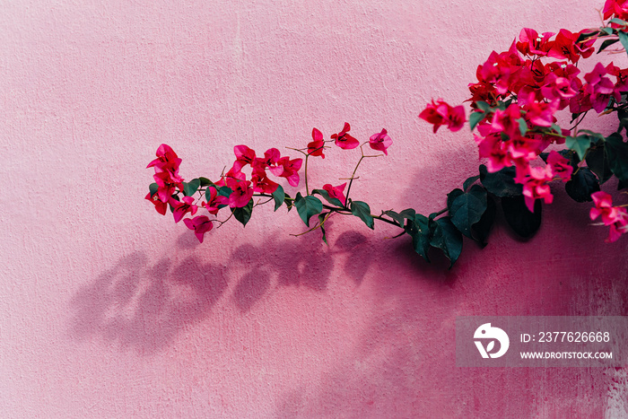 Blooming magenta bougainvillea flowers. Bougainvillea flowers as a background. floral background over pink wall..