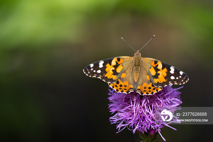 Painted lady butterfly resting on a pink liatris flower