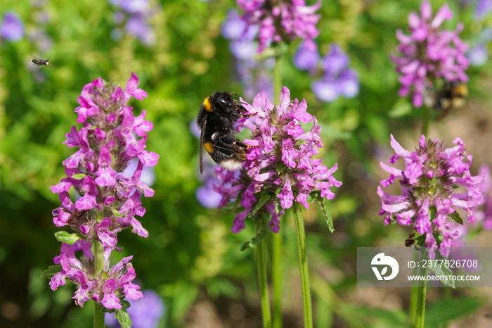 A bumblebee pollinating a purple betony