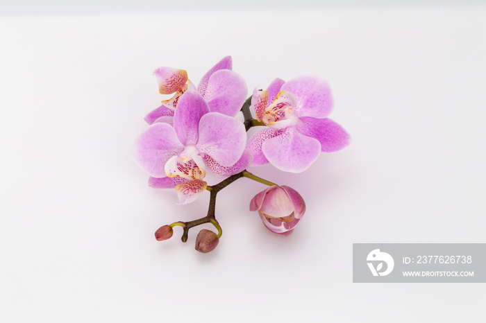 Pink orchid isolated on white background.