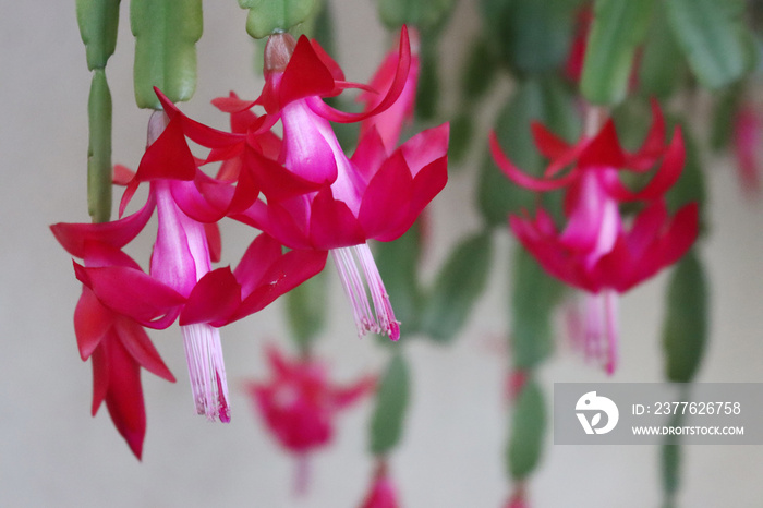 Christmas cactus with beautiful pink flowers. Close-up of Schlumbergera plant in bloom