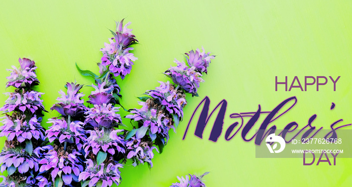 Purple flowers on green background with mothers day text for holiday.