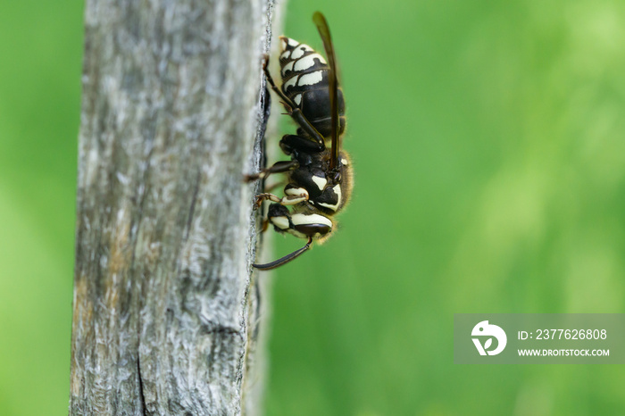 Bald Faced Hornet in Springtime