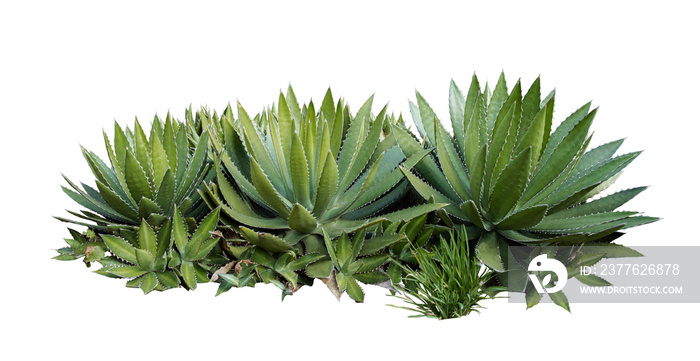 gave plant isolated on white background.This has clipping path.