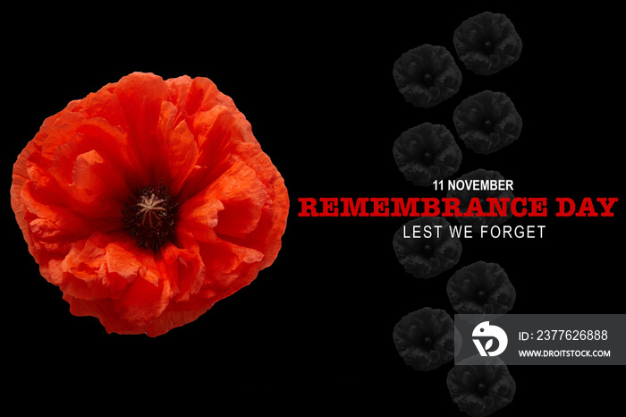 Remembrance day banner. Poppy flower on black background.