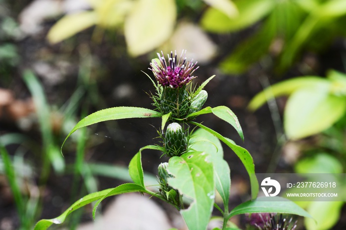 Atractylodes japonica / Japanese atractylodes