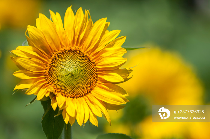 Sonnenblume (Helianthus annuus)