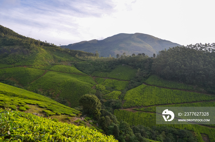 Amazing Tea Plantations with Lake view at Munnar in Kerala.