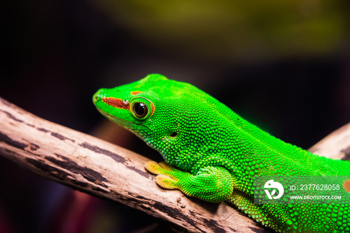 Closeup the eyes of Madagascar giant gecko on tree in glass box