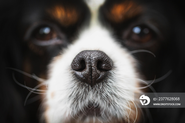 Dog nose closeup