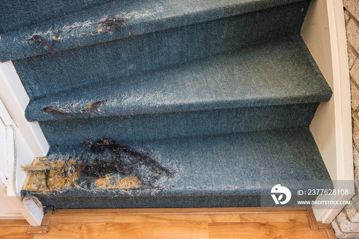 Old Staircase with damaged carpet