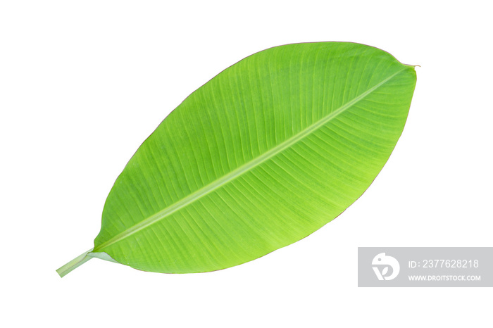 banana leaves for food wrapping