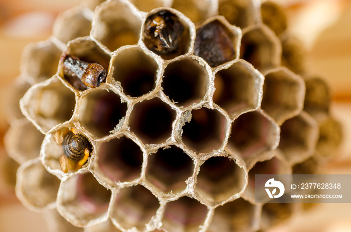 Small Wasp Nest Closeup