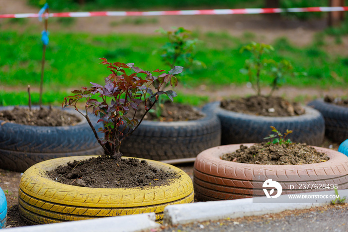 Flower beds in old rubber tires. Harsh urban scenery in poor countries. Background with selective focus and copy space