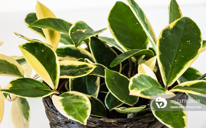 Variegated foliage of hoya carnosa variegata  Krimson Queen  on a white background.  Exotic trendy houseplant detail with prominent variegation.