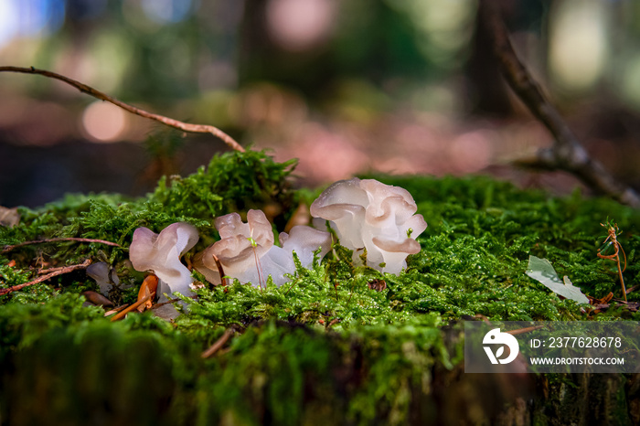 Tremella mesenterica white trembling fungus mushroom in colourful autumn forest