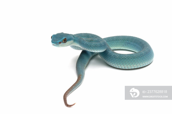 Blue viper snake on white background