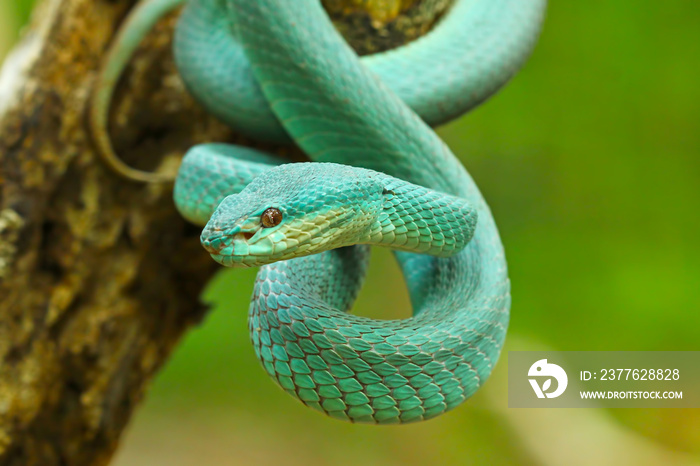 blue viper snake, venomous and poisonous snake