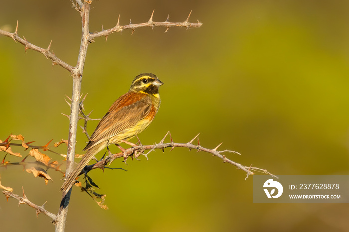 Cirl bunting (Emberiza cirlus) sitting on a perch. Colorful songbird with yellow head with black stripes detailed portrait with soft green background at sunset. Wildlife scene from nature. Croatia