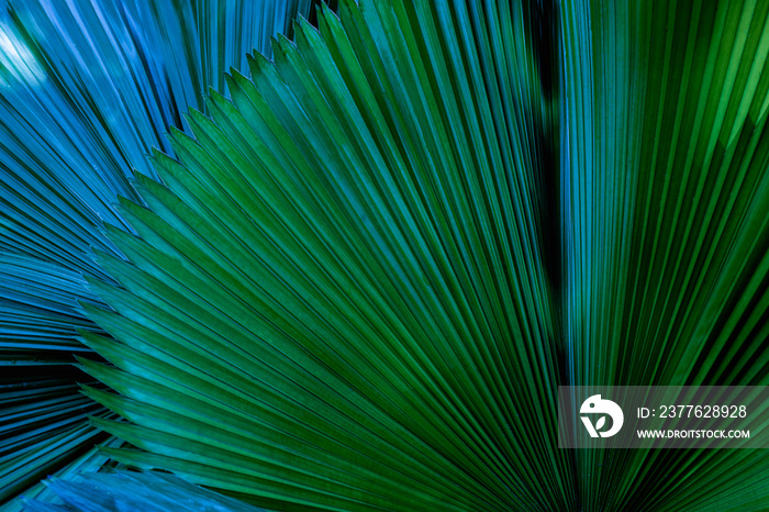 tropical palm leaf and shadow, abstract natural green background, dark tone textures