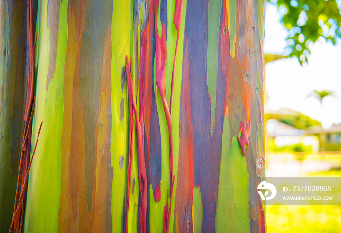 View of the trunk of the rainbow eucalyptus, Kauai, Hawaii, USA. With selective focus. Close-up.