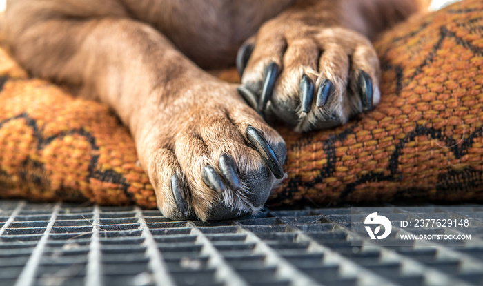 Macro photo of dog paw