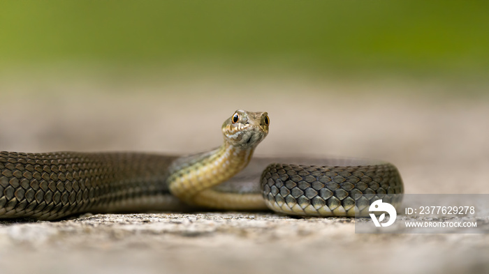 Malpolon monspessulanus, known as the snake from Montpellier, lying on a rock. Isolated on beige-green background
