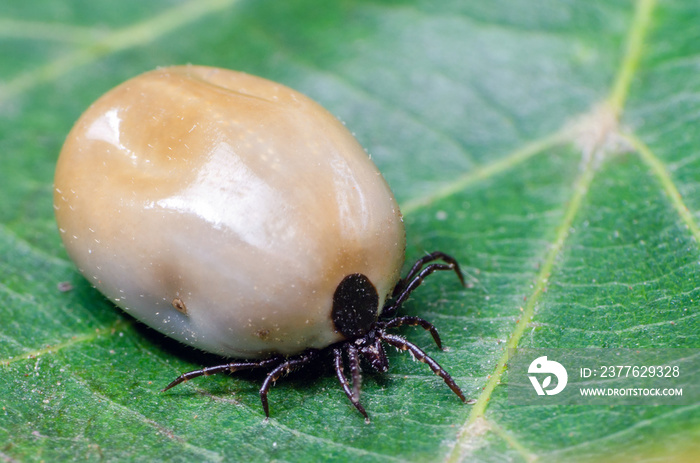 Swollen mite from blood, a dangerous parasite and carrier of infection sits on a leaf