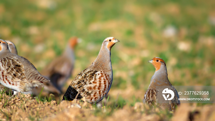 Partridge. Green brown nature background. Bird: Grey Partridge. Perdix perdix.