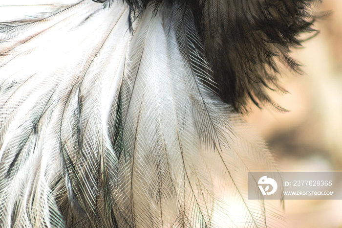 Close up abstract background image of Emu Feathers