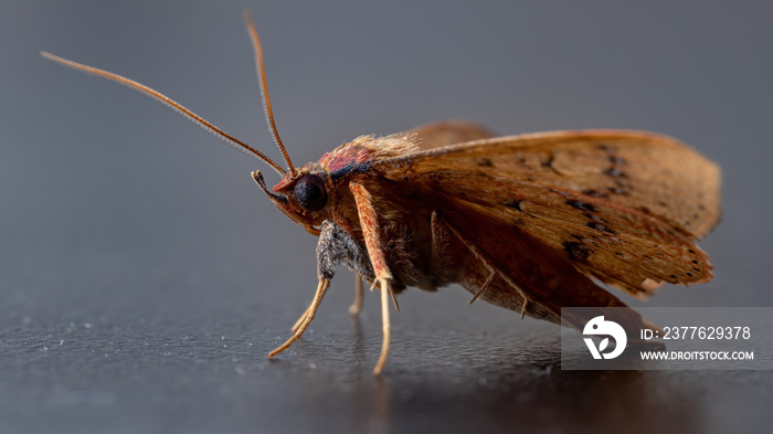 Brazilian yellow Moth of the Order Lepidoptera