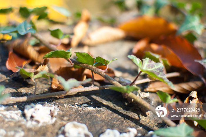 Green ivy leaf on the ground