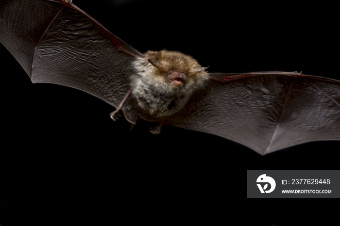 Close up flying small Bechstein’s bat (Myotis bechsteinii) hunting night moths and insect pest catching in darkness via ultrasound echolocation. Dark background detail wildlife animal portrait scene.