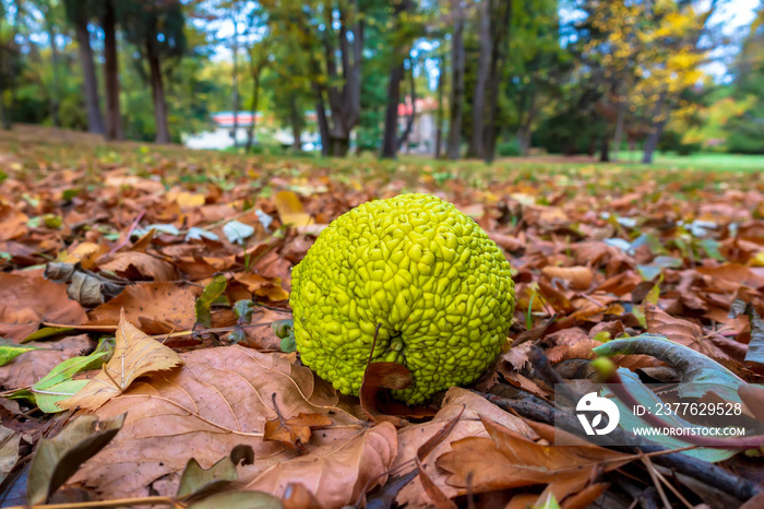 Maclura fruit lies on the fallen autumn foliage. Adam’s apple