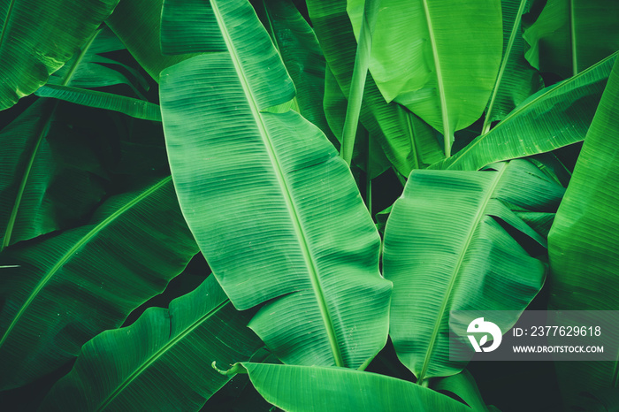 Tropical banana leaves, Nature dark green background