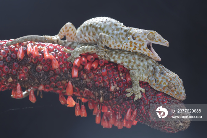 A pair of tokay geckos are mating in the weft of an anthurium. This reptile has the scientific name Gekko gecko.