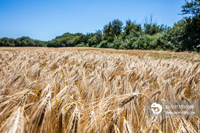 ripening yellow barley field on summer blue sky for agroforestry