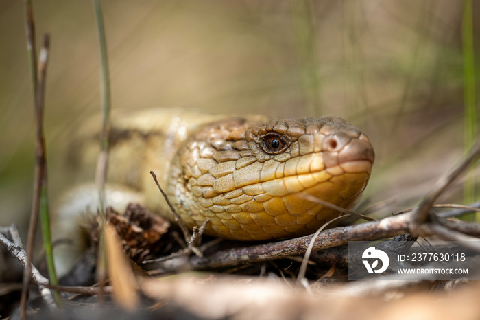 Tasmanian blue tongue lizard close up on hike