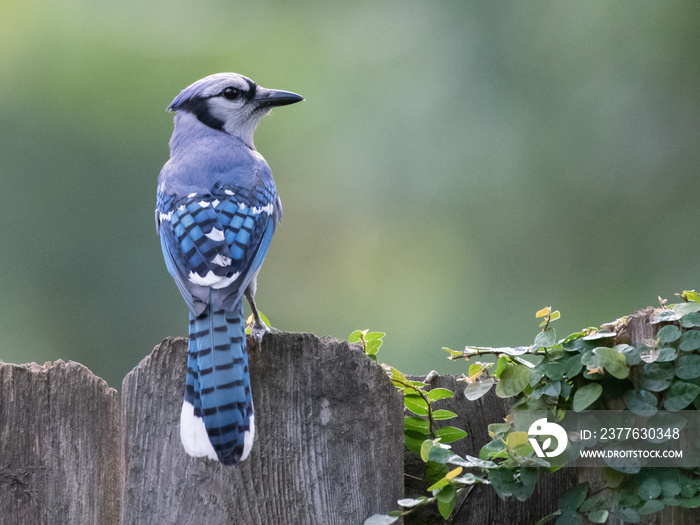 A blue jay (cyanocitta cristata) perching on a wooden fence.