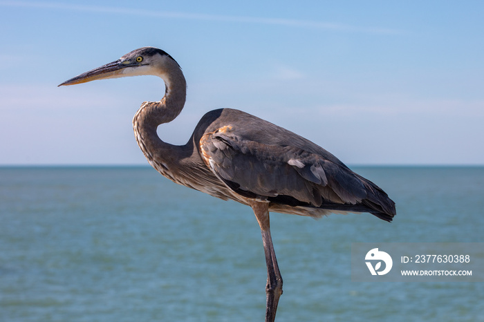 Great Blue Heron close up