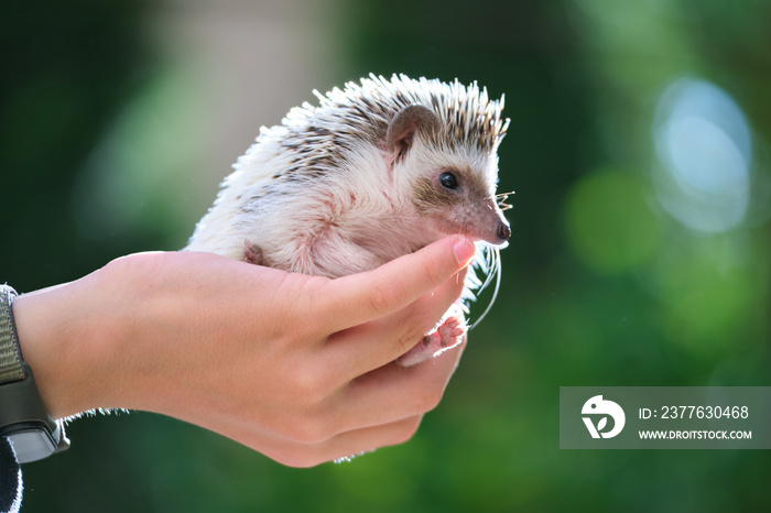 Human hands holding little african hedgehog pet outdoors on summer day. Keeping domestic animals and caring for pets concept